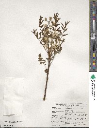 Xanthoceras sorbifolia image