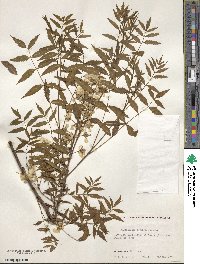 Xanthoceras sorbifolia image