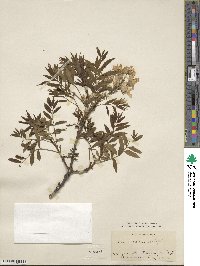 Xanthoceras sorbifolia image