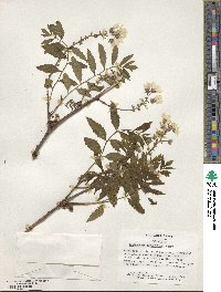 Xanthoceras sorbifolia image