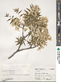 Xanthoceras sorbifolia image