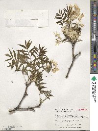 Xanthoceras sorbifolia image