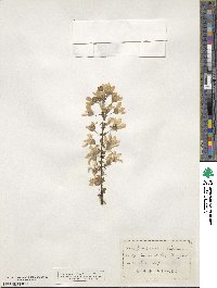 Xanthoceras sorbifolia image