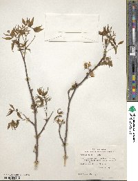 Ungnadia speciosa image