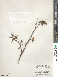 Ungnadia speciosa image