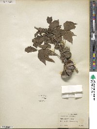 Ungnadia speciosa image