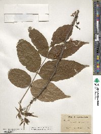 Ungnadia speciosa image