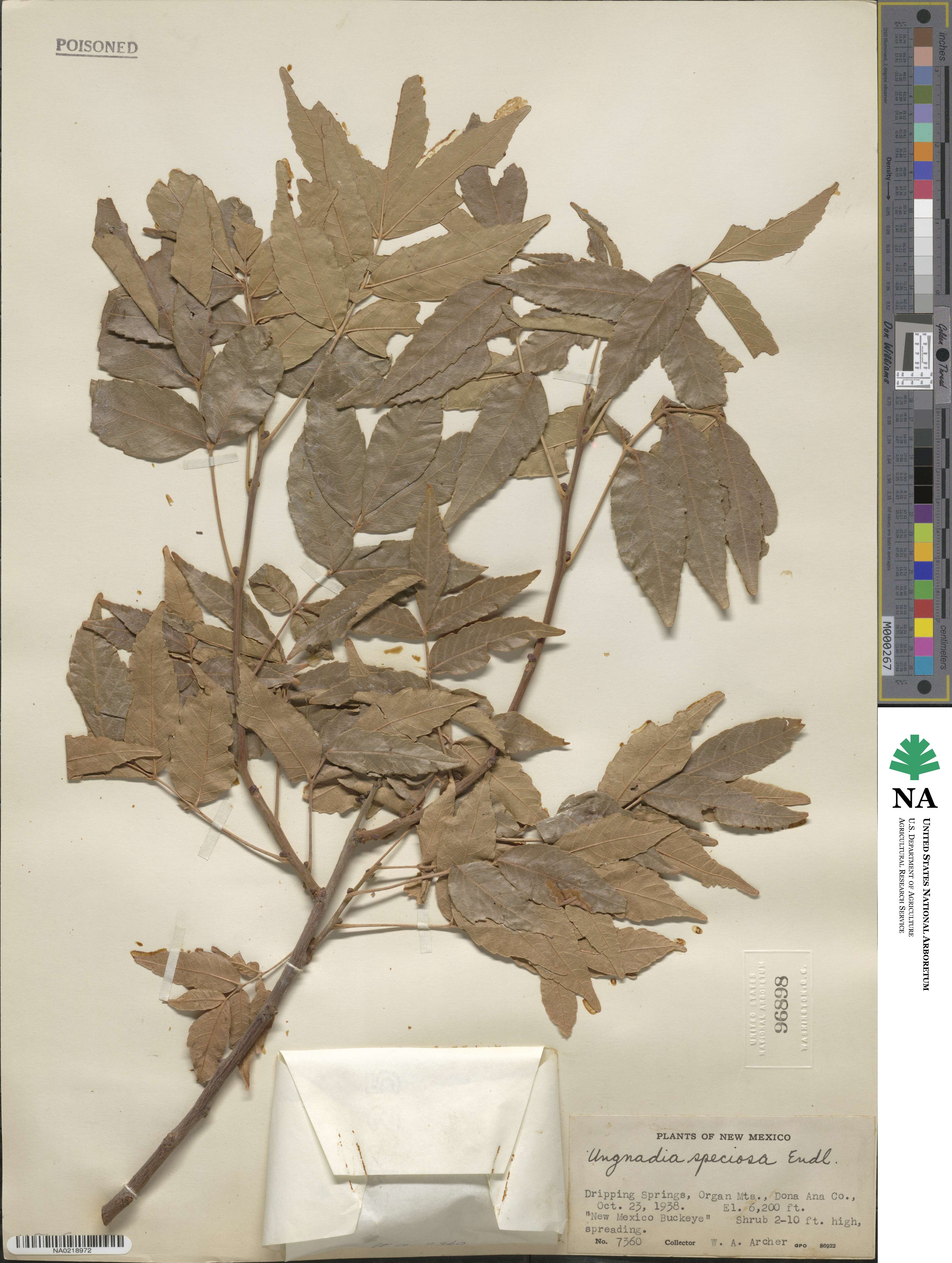 Ungnadia speciosa image