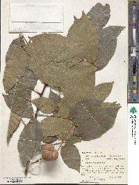 Ungnadia speciosa image