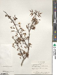 Ungnadia speciosa image