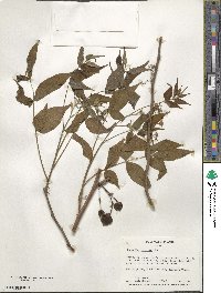 Ungnadia speciosa image