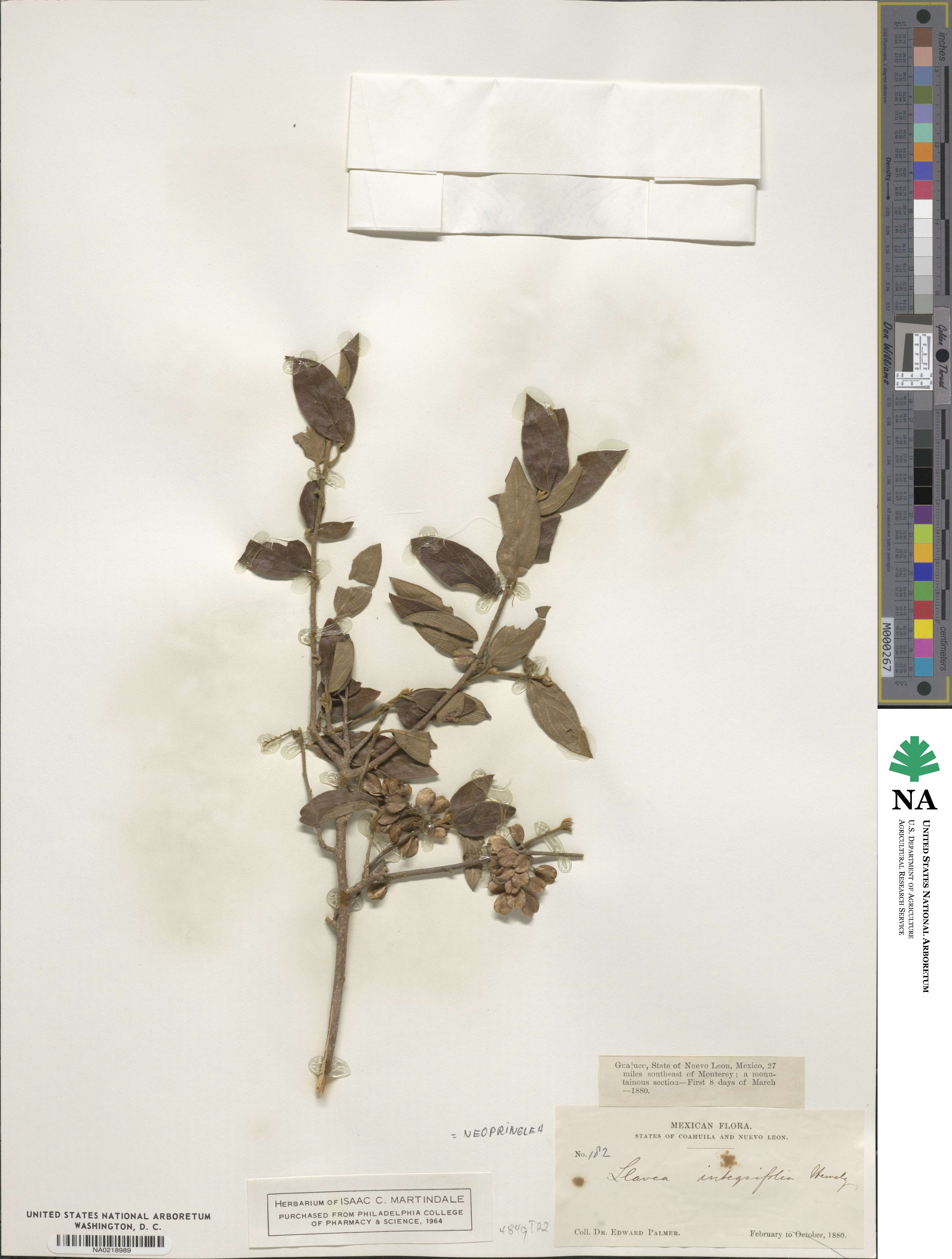 Neopringlea integrifolia image