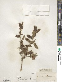 Neopringlea integrifolia image