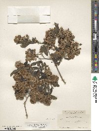 Neopringlea integrifolia image