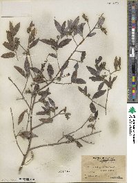 Neopringlea integrifolia image