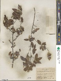 Neopringlea integrifolia image