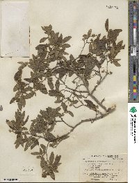 Neopringlea integrifolia image