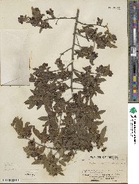 Neopringlea integrifolia image