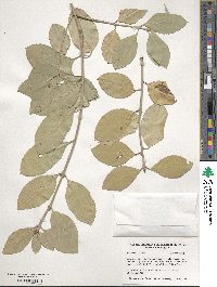 Euonymus fortunei image