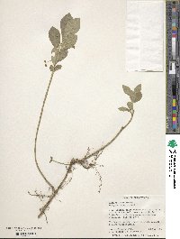 Euonymus obovatus image