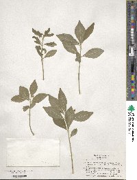 Euonymus obovatus image