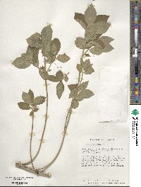 Euonymus obovatus image