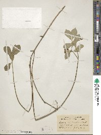 Euonymus obovatus image