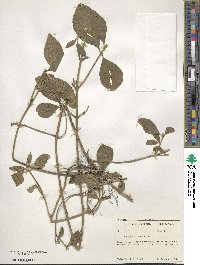 Euonymus obovatus image