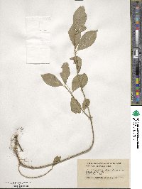 Euonymus obovatus image