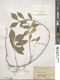 Euonymus obovatus image