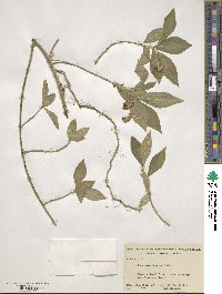 Euonymus obovatus image