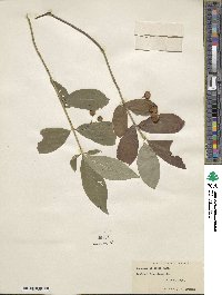 Euonymus obovatus image