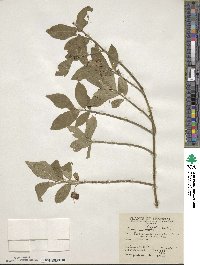 Euonymus obovatus image