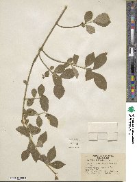 Euonymus obovatus image