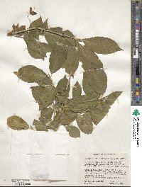 Euonymus occidentalis image