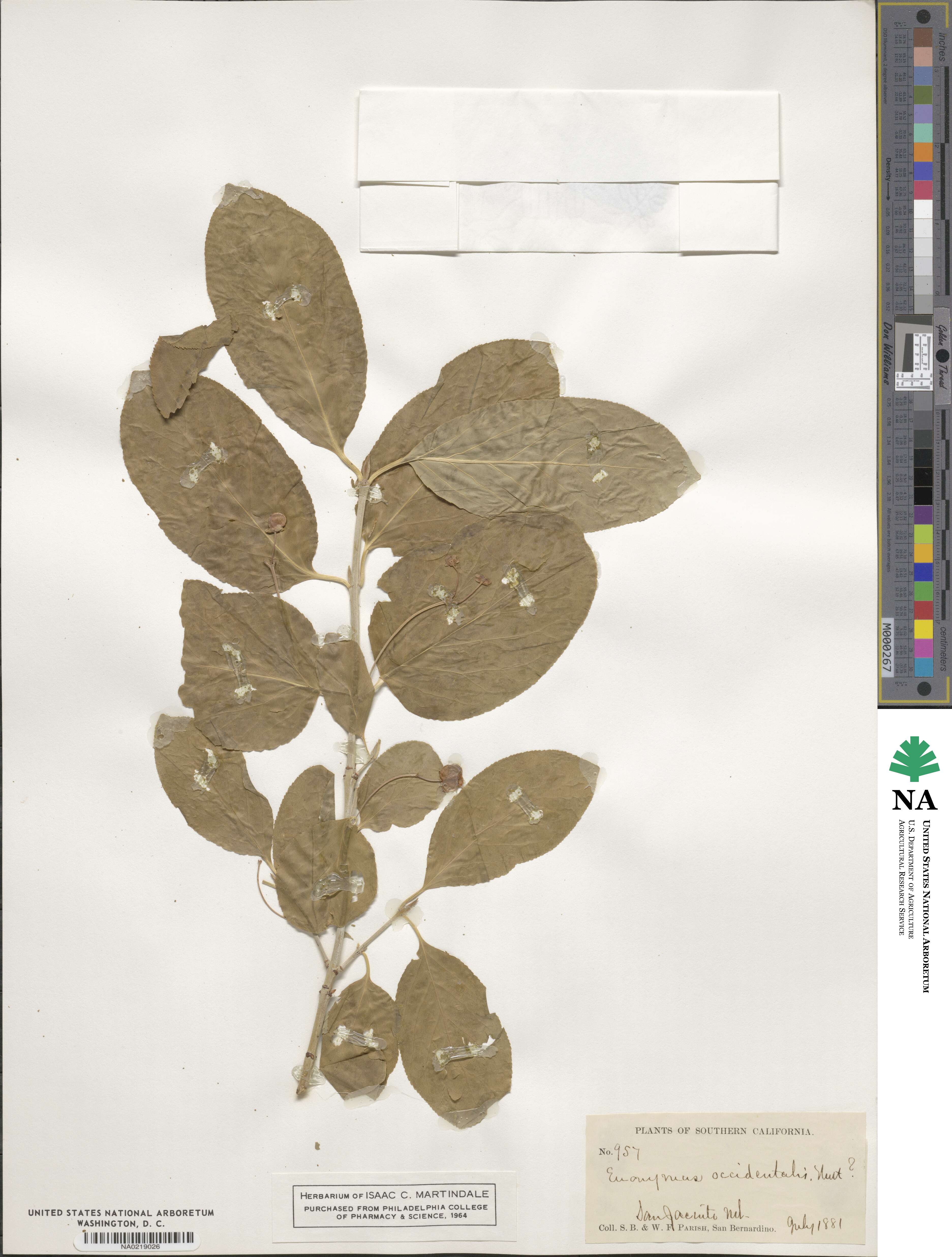 Euonymus occidentalis image