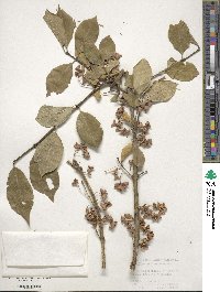 Euonymus europaeus image