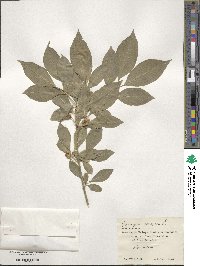 Euonymus europaeus image