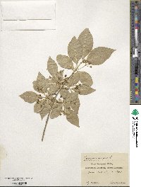 Euonymus europaeus image