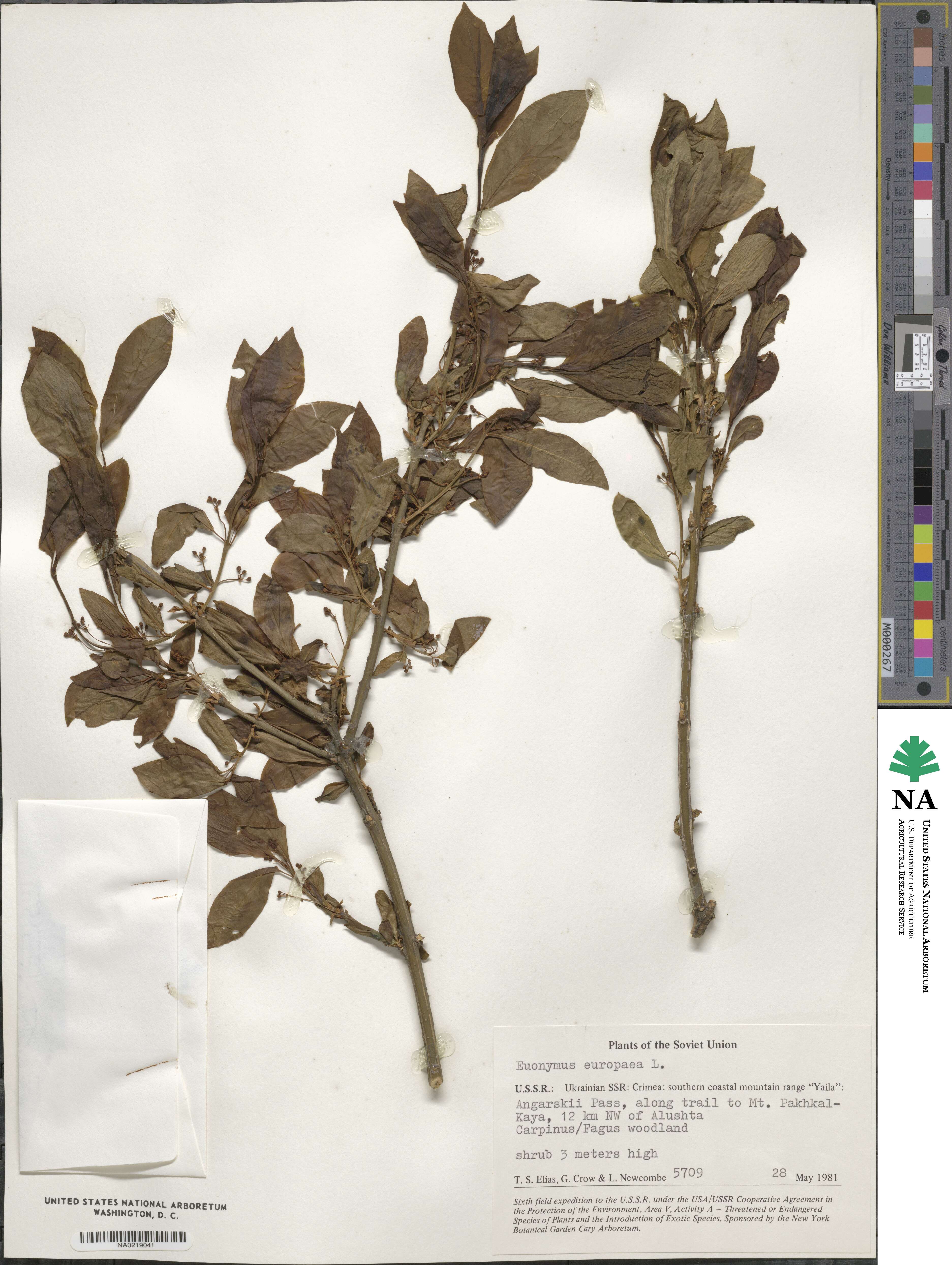 Euonymus europaeus image