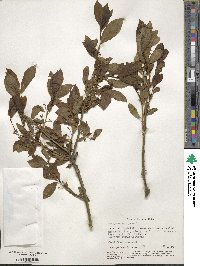 Euonymus europaeus image