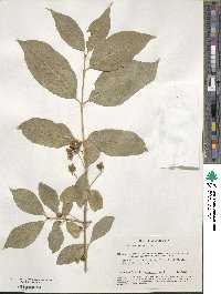 Euonymus europaeus image