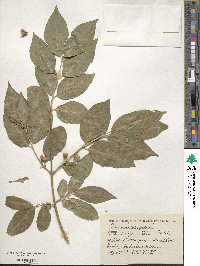 Euonymus europaeus image