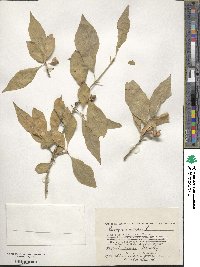 Euonymus europaeus image