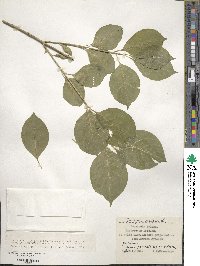 Euonymus europaeus image