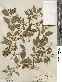 Euonymus europaeus image