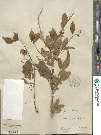 Euonymus europaeus image