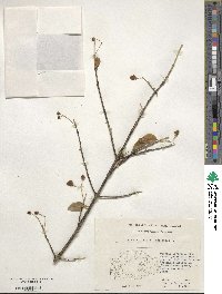 Euonymus europaeus image