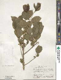 Euonymus europaeus image