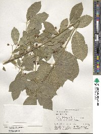 Euonymus europaeus image